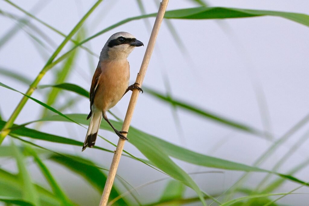 Alcaudón dorsirrojo (Lanius collurio), es un habitante característico de las campiñas del tercio norte peninsular.