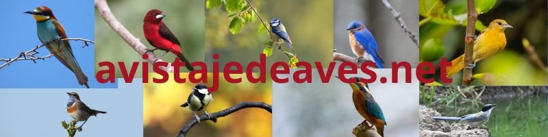 avistajedeaves.net