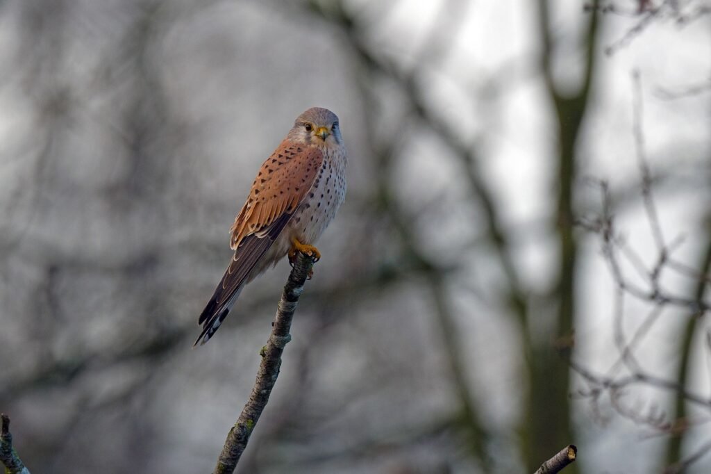 Cernícalo primilla (Falco naumanni)