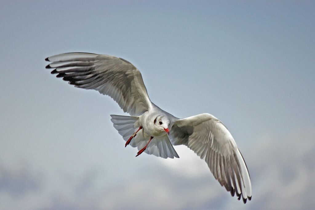 La gaviota