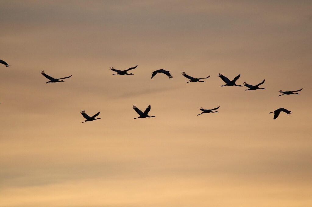 Las grullas en pleno vuelo