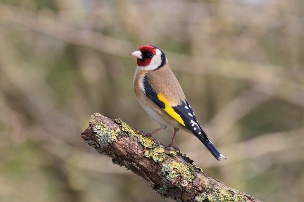 Los variados colores del jilguero. Otra maravilla para el avistaje de aves.