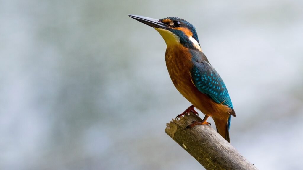 El Martín pescador (Alcedo atthis), está presente en casi todos los ríos y humedales de la Península.